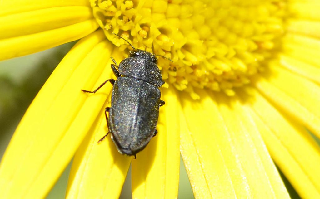 Anthaxia helvetica helvetica (cfr), Buprestidae